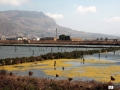 13-Fondo-melmoso-sullo-sfondo-Monte-Erice