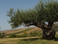 03-CAMPAGNA-CON-FILARI-DI-VIGNE-DSC_1116