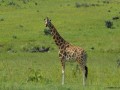 CUCCIOLO-DI-GIRAFFA