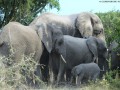 Elephant-game-drive