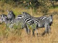 GRUPPO-DI-ZEBRE