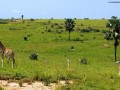 Giraffe-presso-Samburu-National-Reserve