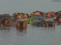 HIPPO-POOLS