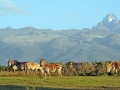 Mt-Kenya-con-ZEBRE