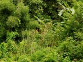 LAOS_Spadaccini_0158