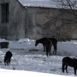 La neve che scompare: fenomeno meteorologico o culturale? La neve che scompare: fenomeno meteorologico o culturale?