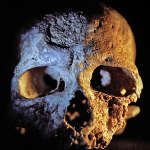 Per la prima volta, scoperte incisioni geometriche su conchiglia più antiche della comparsa di <em>Homo sapiens</em> Per la prima volta, scoperte incisioni geometriche su conchiglia più antiche della comparsa di <em>Homo sapiens</em>