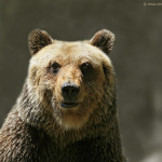 L’orso bruno, un’altra… etnia da difendere. L’orso bruno, un’altra… etnia da difendere.
