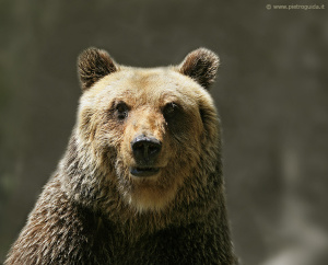 in mezzo alla natura con il suv