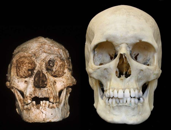 bruniquel neandertaliani - hobbit-skull