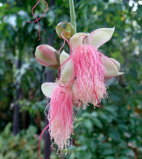 Flora Devatine - barringtonia