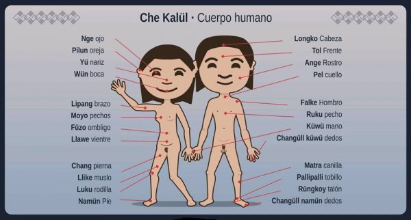 mapuche popolo della terra