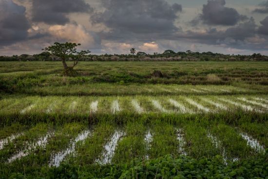 jola guerra in casamance