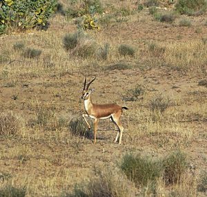 bishnoi ecologisti da 500 anni