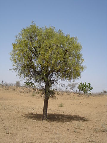 bishnoi ecologisti da 500 anni